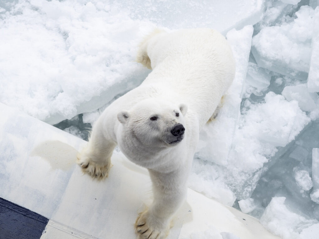 Isbjörn står på ett isflak och tittar upp